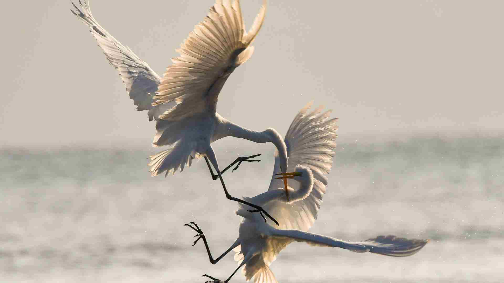 Harmony Unleashed • Part 1: Conflict Unraveled